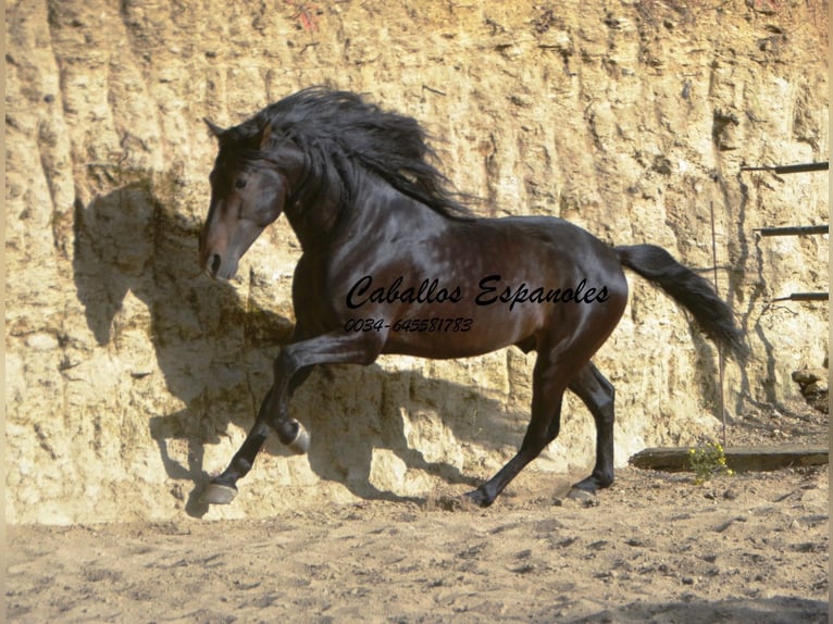 Andaluces Semental 5 años 157 cm Morcillo in Vejer de la Frontera