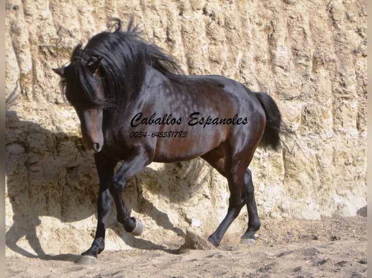 Andaluces Semental 5 años 157 cm Morcillo in Vejer de la Frontera