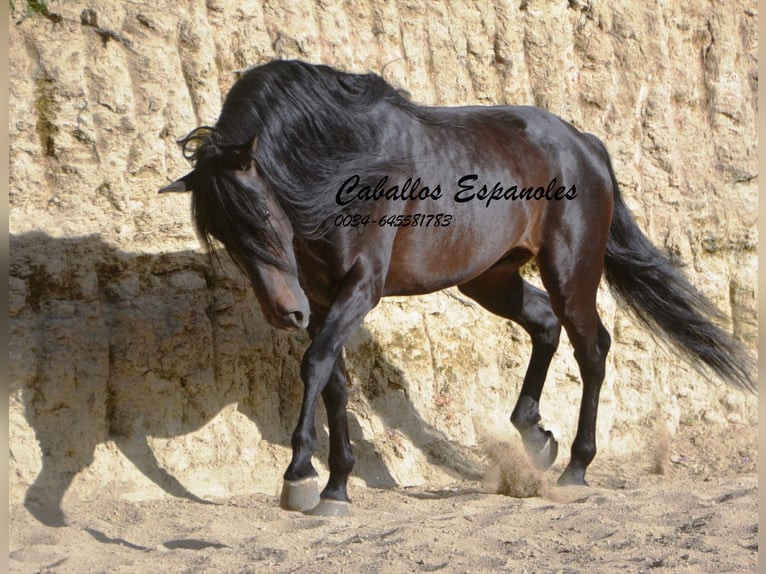 Andaluces Semental 5 años 157 cm Morcillo in Vejer de la Frontera