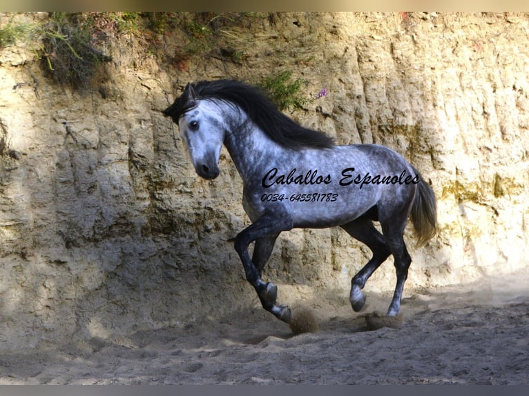 Andaluces Semental 5 años 157 cm Morcillo in Vejer de la Frontera