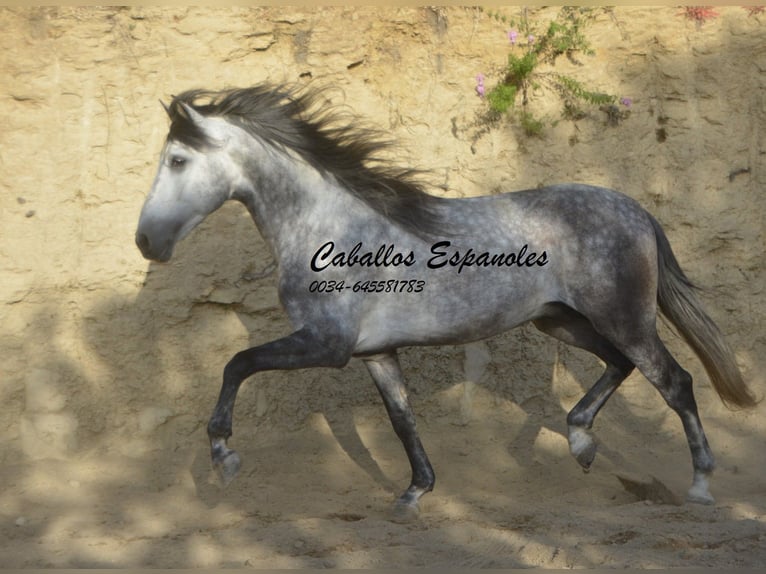 Andaluces Semental 5 años 157 cm Morcillo in Vejer de la Frontera