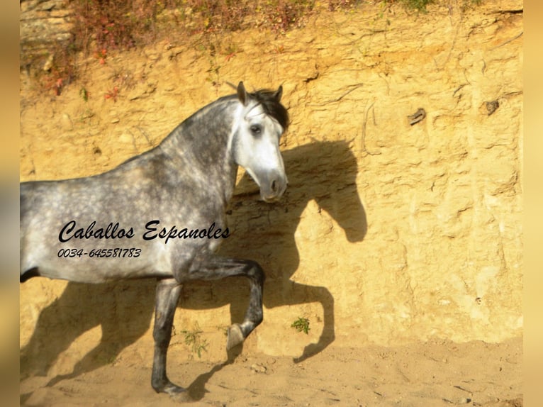 Andaluces Semental 5 años 157 cm Morcillo in Vejer de la Frontera