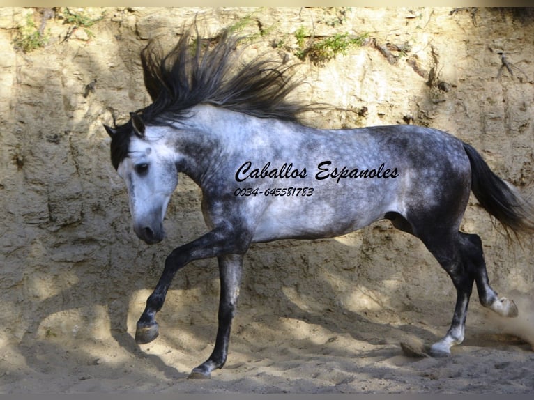 Andaluces Semental 5 años 157 cm Morcillo in Vejer de la Frontera