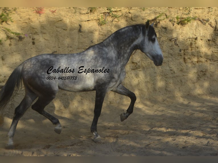 Andaluces Semental 5 años 157 cm Morcillo in Vejer de la Frontera