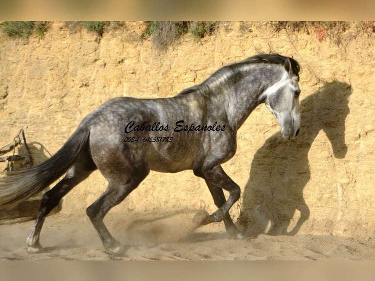 Andaluces Semental 5 años 157 cm Morcillo in Vejer de la Frontera