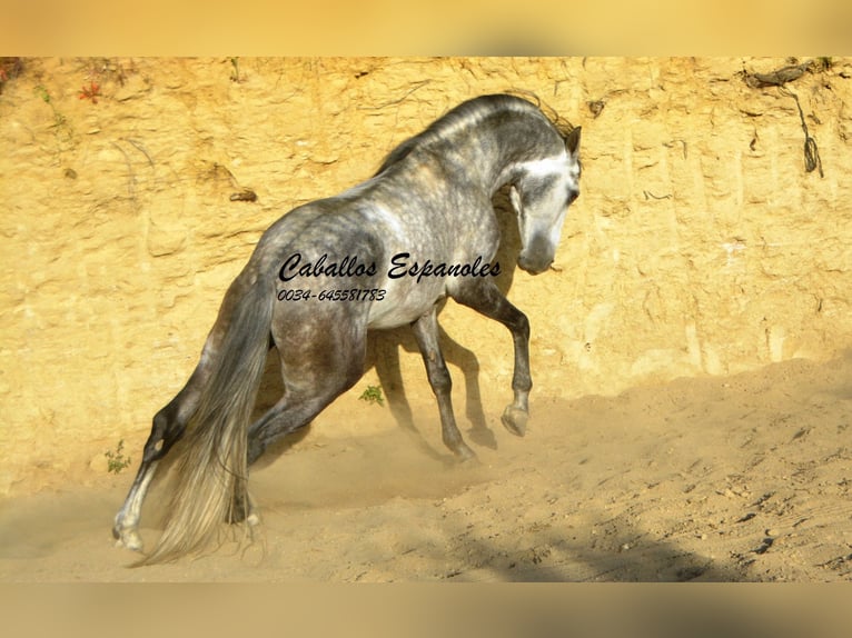 Andaluces Semental 5 años 157 cm Morcillo in Vejer de la Frontera