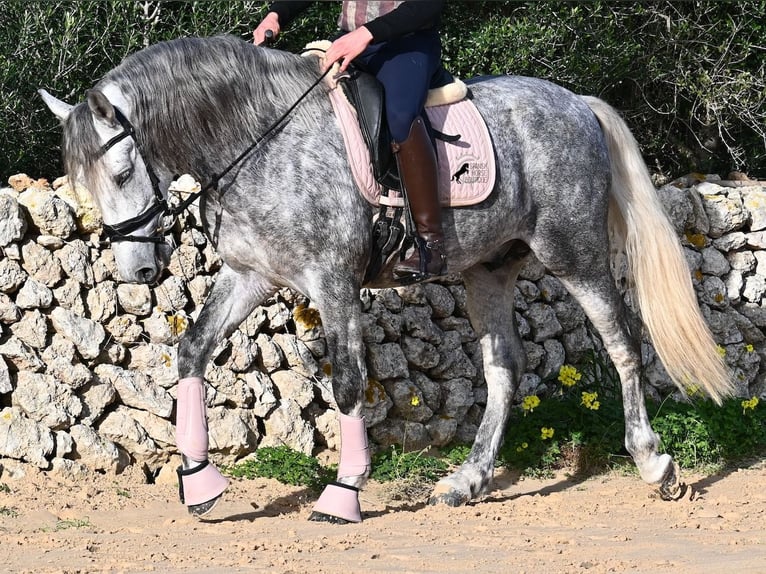 Andaluces Semental 5 años 157 cm Tordo in Menorca