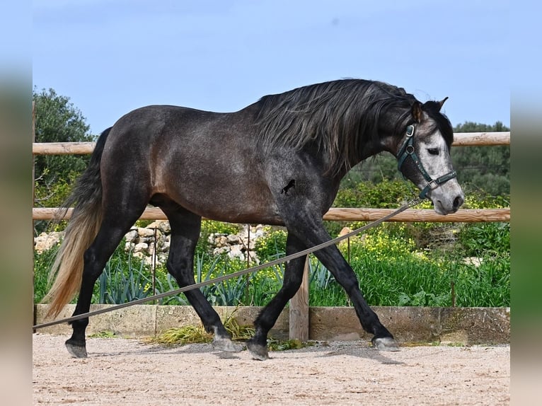 Andaluces Semental 5 años 158 cm Tordo in Menorca
