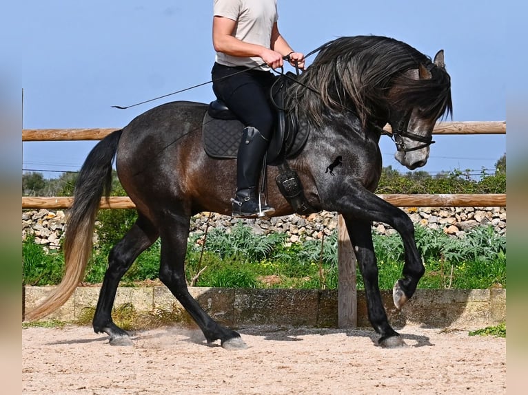 Andaluces Semental 5 años 158 cm Tordo in Menorca