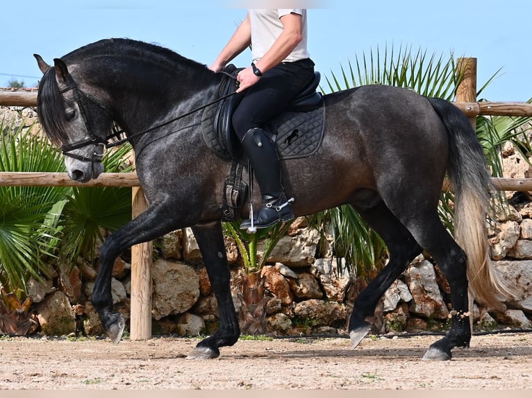 Andaluces Semental 5 años 158 cm Tordo in Menorca