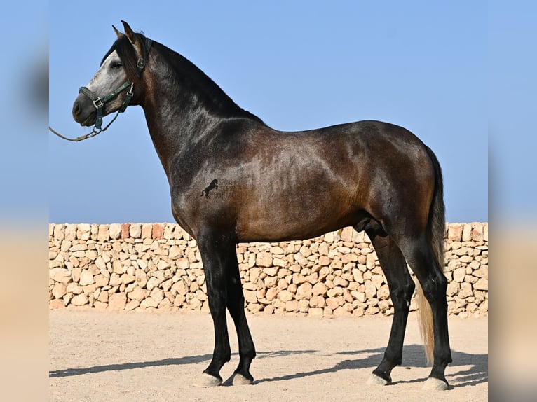 Andaluces Semental 5 años 158 cm Tordo in Menorca