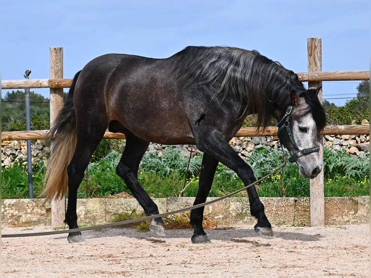 Andaluces Semental 5 años 158 cm Tordo in Menorca
