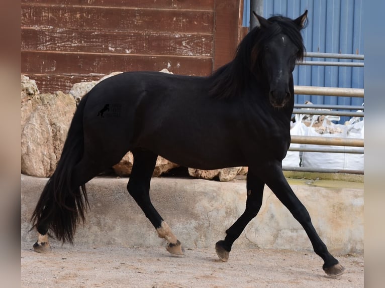 Andaluces Semental 5 años 159 cm Negro in Mallorca