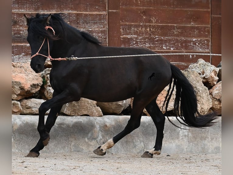 Andaluces Semental 5 años 159 cm Negro in Mallorca