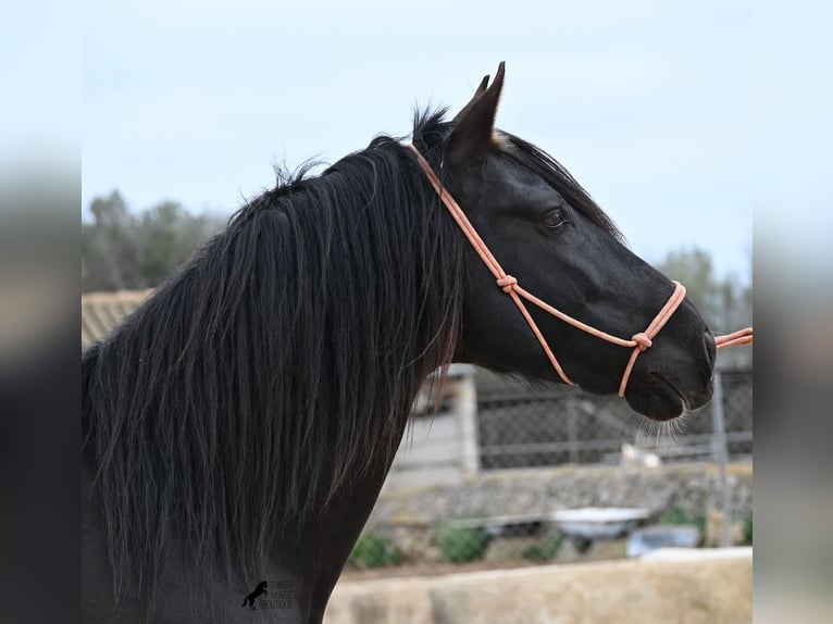 Andaluces Semental 5 años 159 cm Negro in Mallorca
