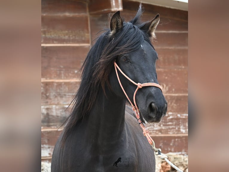 Andaluces Semental 5 años 159 cm Negro in Mallorca