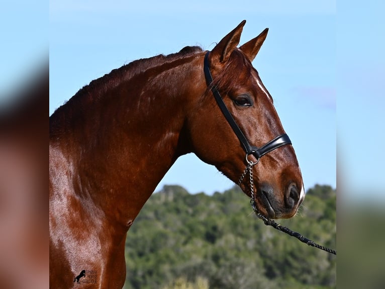 Andaluces Semental 5 años 160 cm Alazán in Menorca