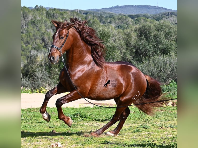 Andaluces Semental 5 años 160 cm Alazán in Menorca