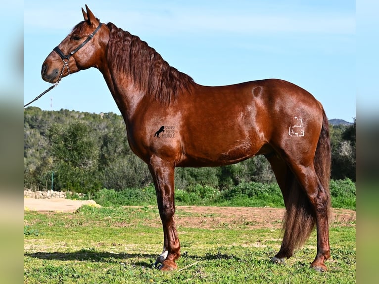 Andaluces Semental 5 años 160 cm Alazán in Menorca