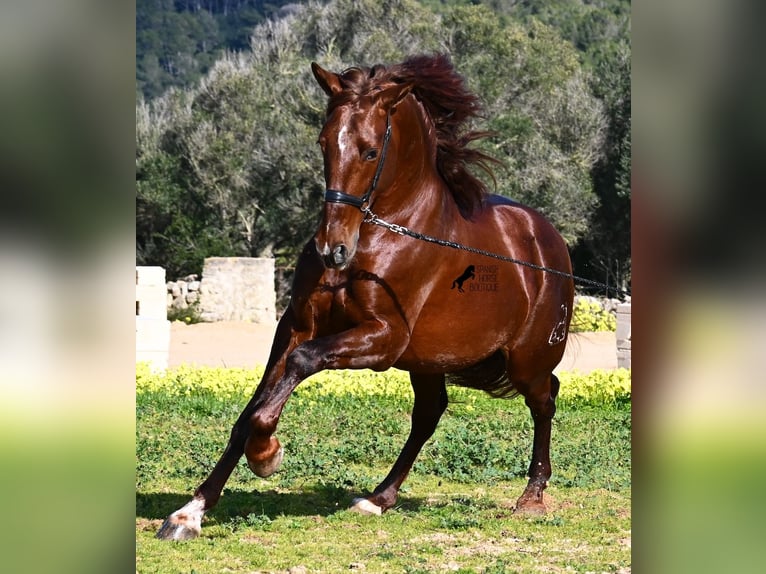 Andaluces Semental 5 años 160 cm Alazán in Menorca