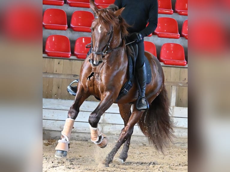 Andaluces Semental 5 años 160 cm Alazán in Menorca