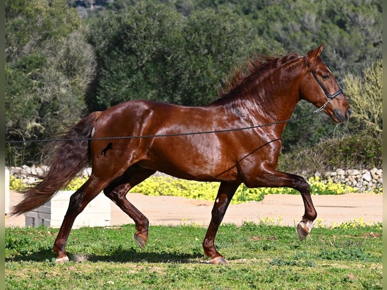 Andaluces Semental 5 años 160 cm Alazán in Menorca