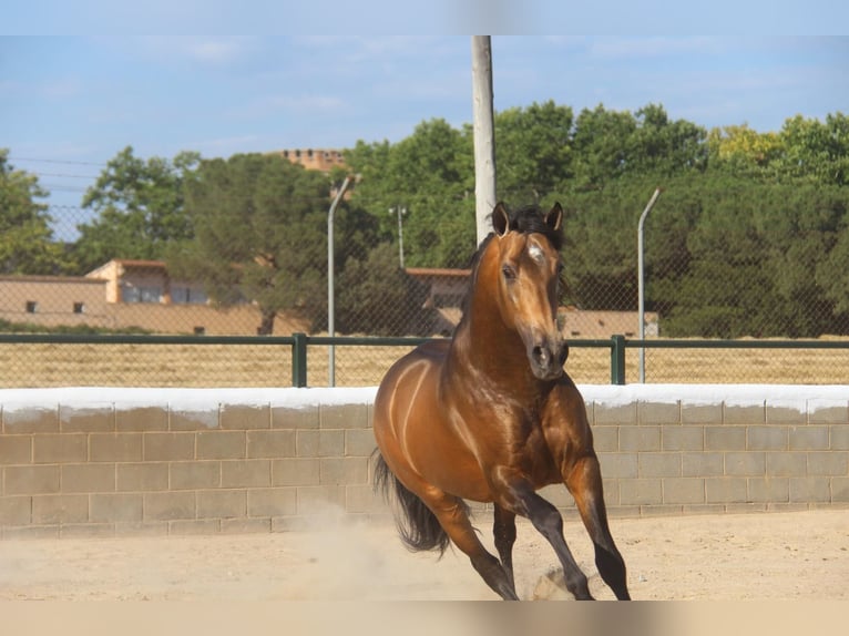 Andaluces Mestizo Semental 5 años 160 cm Bayo in Sm