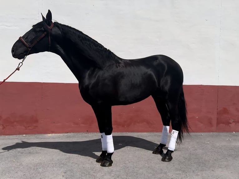 Andaluces Semental 5 años 160 cm Negro in Ermelo