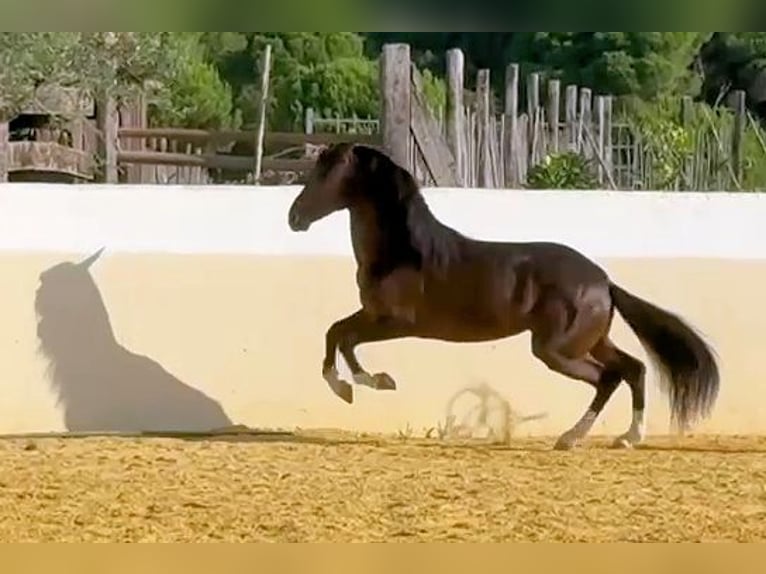 Andaluces Semental 5 años 161 cm Castaño in Sanlucar