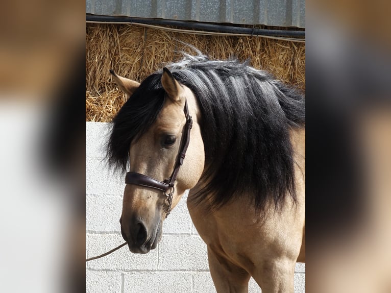 Andaluces Semental 5 años 162 cm Buckskin/Bayo in Coín, Malaga