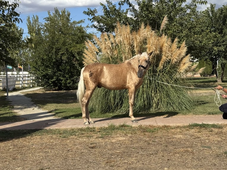 Andaluces Semental 5 años 163 cm Palomino in Valderrubio