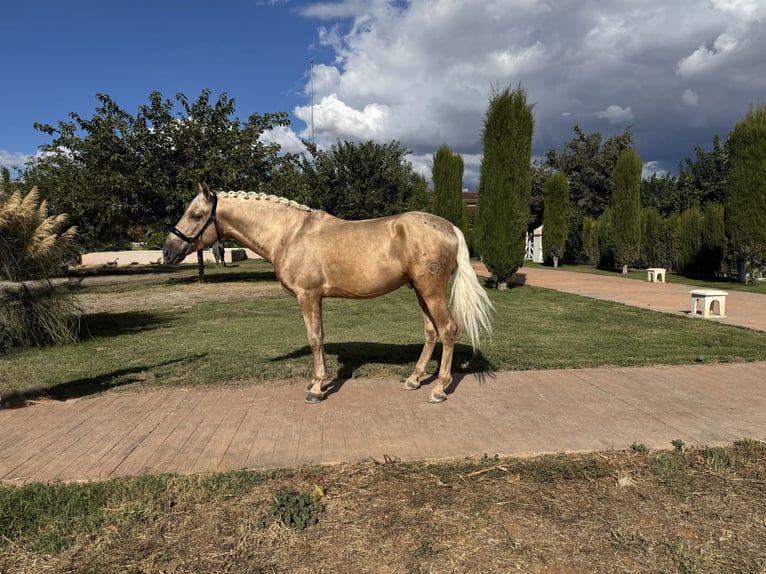 Andaluces Semental 5 años 163 cm Palomino in Valderrubio