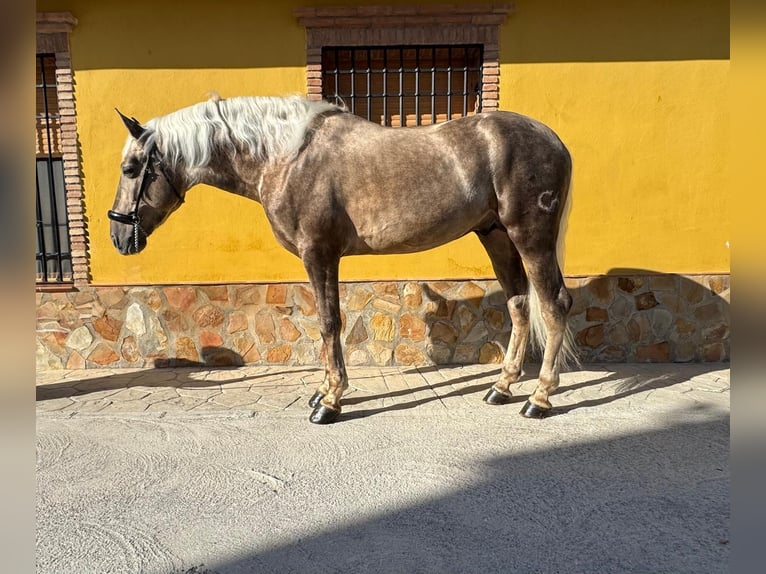 Andaluces Semental 5 años 163 cm Palomino in Valderrubio