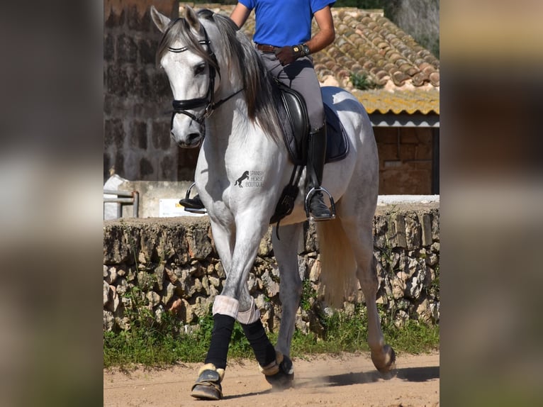 Andaluces Semental 5 años 164 cm Tordo in Menorca