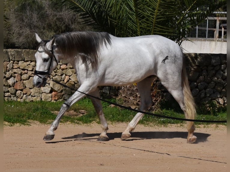 Andaluces Semental 5 años 164 cm Tordo in Menorca