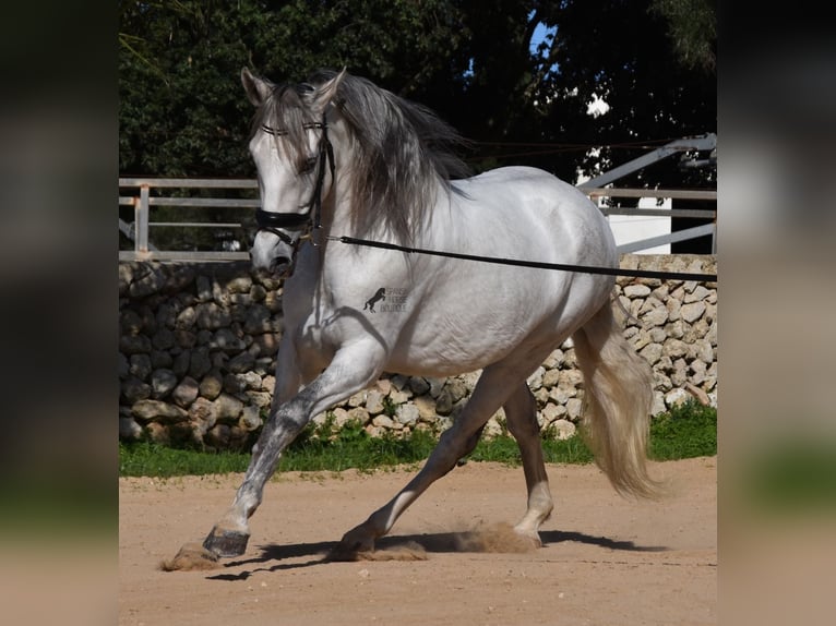 Andaluces Semental 5 años 164 cm Tordo in Menorca