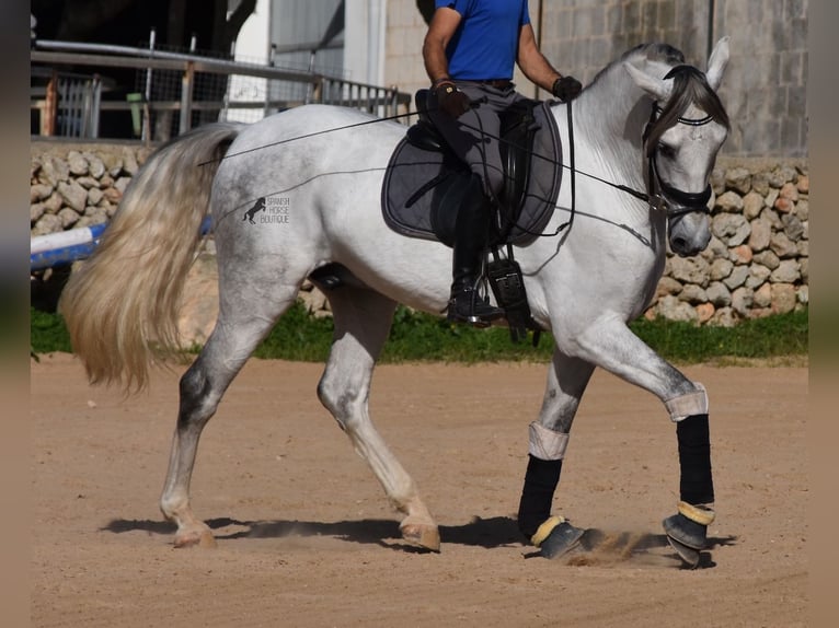 Andaluces Semental 5 años 164 cm Tordo in Menorca