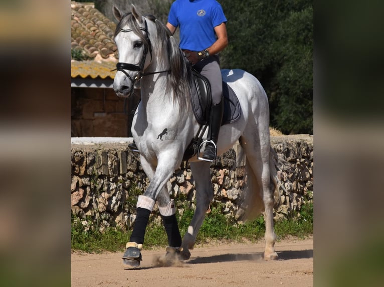 Andaluces Semental 5 años 164 cm Tordo in Menorca