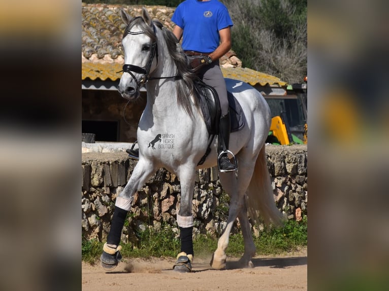 Andaluces Semental 5 años 164 cm Tordo in Menorca