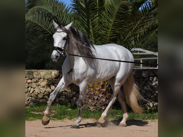 Andaluces Semental 5 años 164 cm Tordo in Menorca