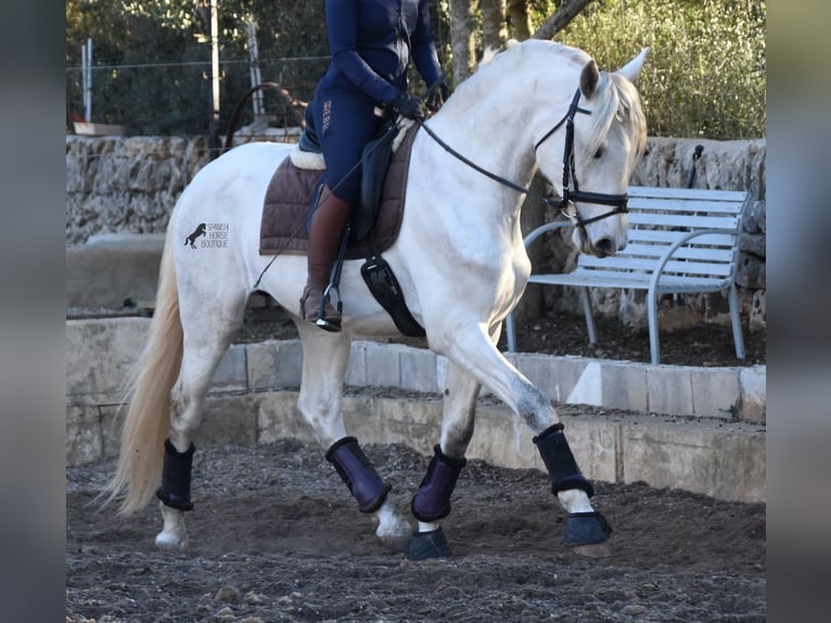 Andaluces Semental 5 años 164 cm Tordo in Mallorca