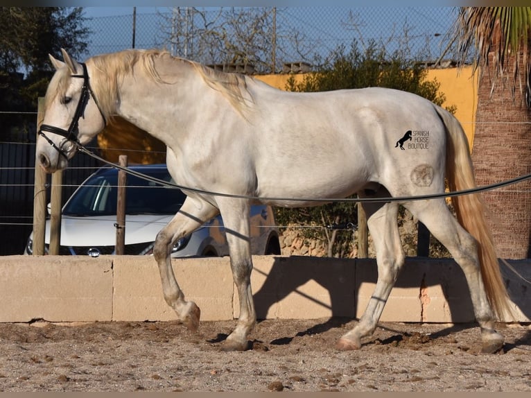 Andaluces Semental 5 años 164 cm Tordo in Mallorca