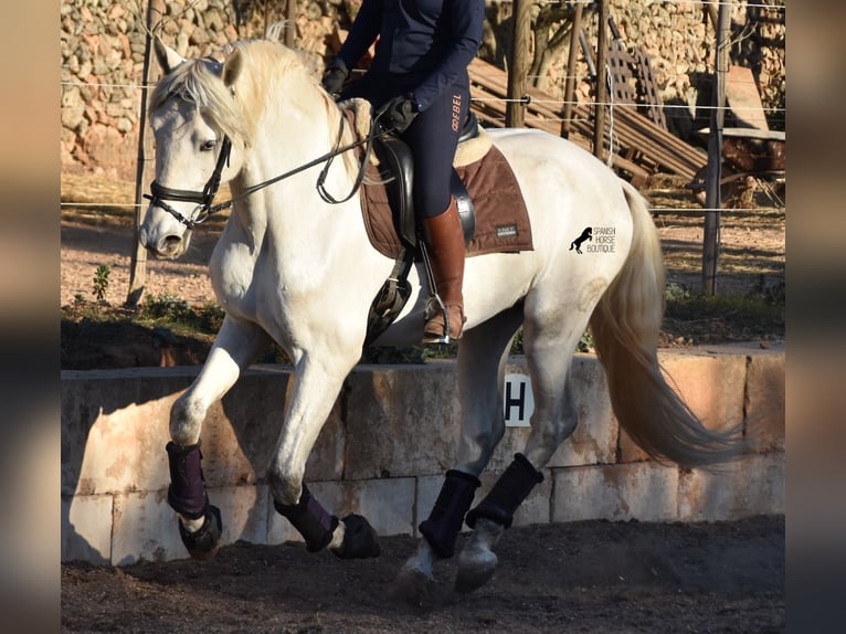 Andaluces Semental 5 años 164 cm Tordo in Mallorca