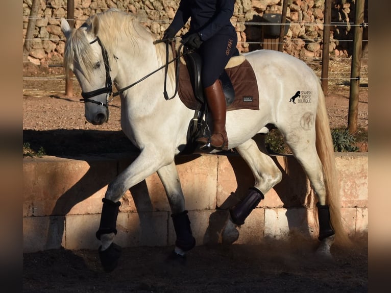 Andaluces Semental 5 años 164 cm Tordo in Mallorca