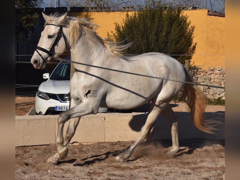 Andaluces Semental 5 años 164 cm Tordo in Mallorca