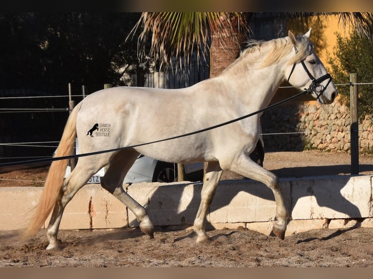 Andaluces Semental 5 años 164 cm Tordo in Mallorca