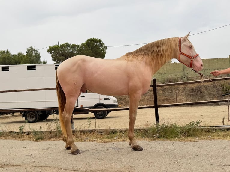 Andaluces Semental 5 años 165 cm Perlino in Terrassa