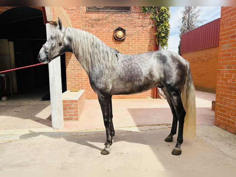 Andaluces Semental 5 años 165 cm Tordo in Madrid