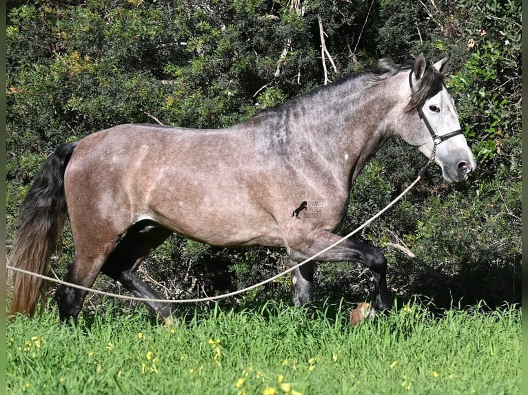 Andaluces Semental 5 años 165 cm Tordo in Menorca