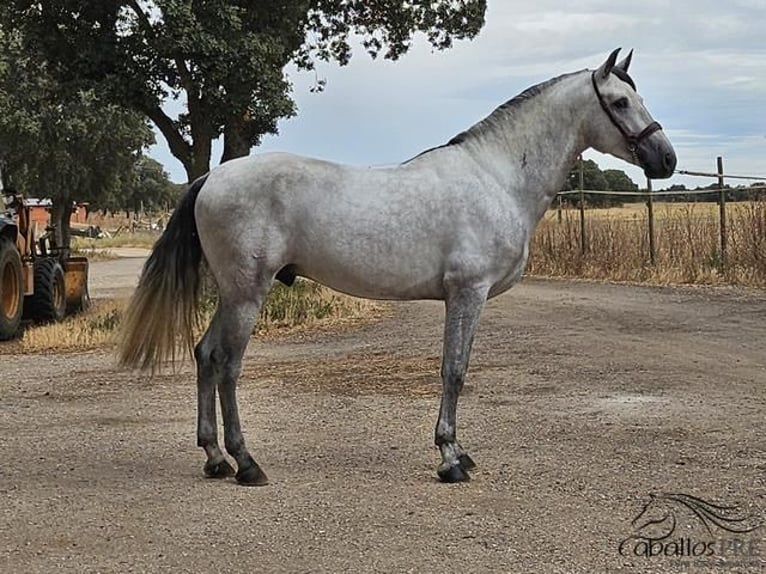 Andaluces Semental 5 años 166 cm Tordo in Valladolid